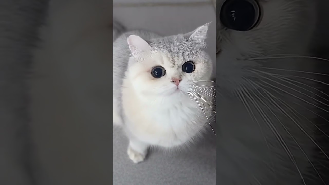 So Fluffy It Feels Unreal ☁️🐾