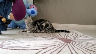 Cat Sniffing My After A Flatulence