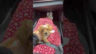 Puppys First Vet Visit Ever