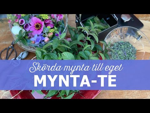 Skörda mynta till eget mynta-te