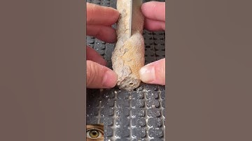 Tube Shaped Coral Geode…whats inside?🪸 #geode #rocks #crystals #847MUniversal