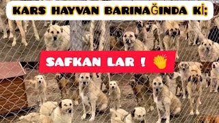 "BARINAĞA DÜŞEN SAFKAN KANGAL" LAR.. ((KARS HAYVAN BARINAĞINDA)) ÜÇ ADET MİLLİ DEĞERLERİMİZ VARDIR.