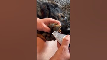 Get This Dog Hair Vacuum For Your GSD