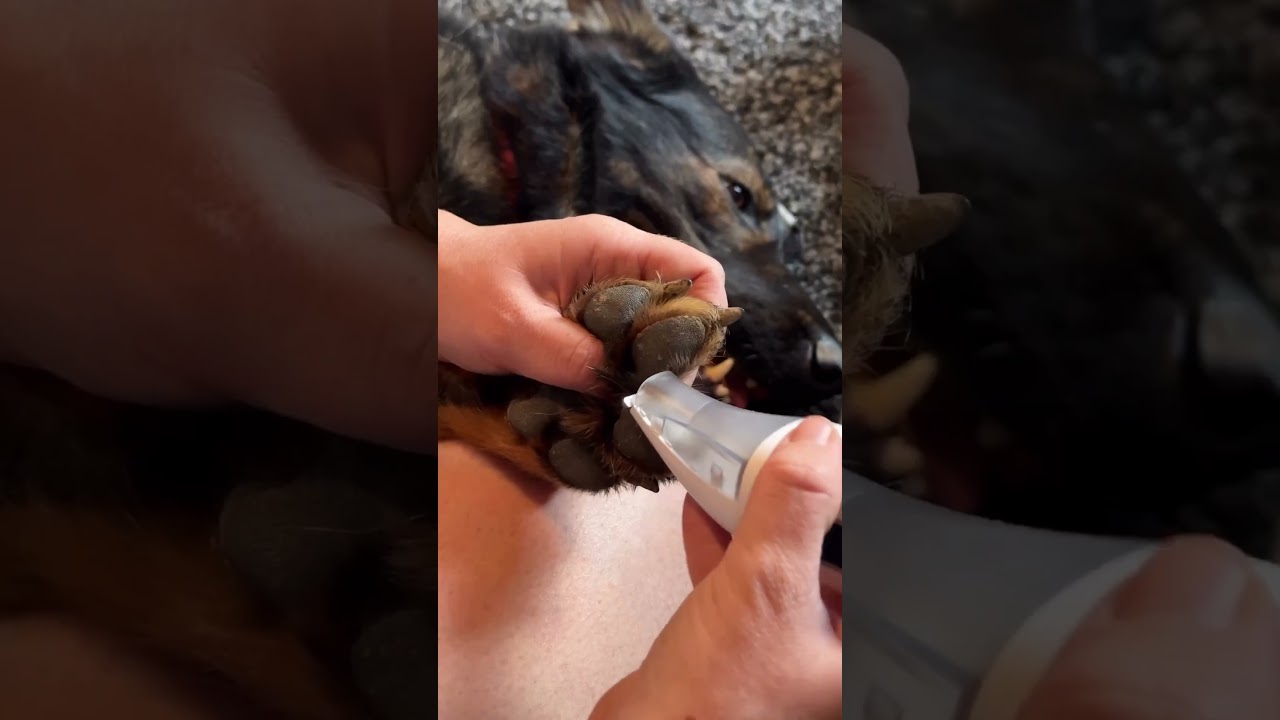 Get This Dog Hair Vacuum For Your GSD