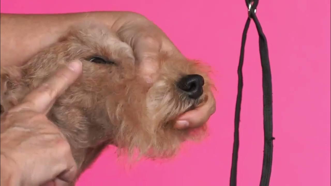 How to Hand Strip the Head of a Lakeland Terrier w/ Grazia Adriani