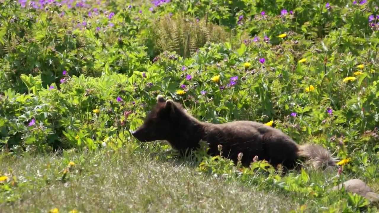 Photographing Arctic Fox in Iceland with WANT Expeditions