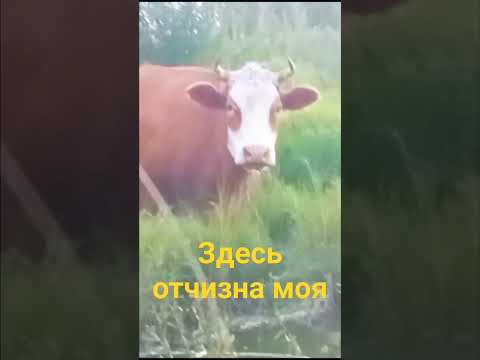 Кадышева. Где найду я страну