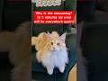 Basil the cat is thinking about cleaningfunnycats cat.s mainecoon beautifulcat