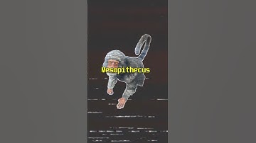Ark Mesopithecus🐒