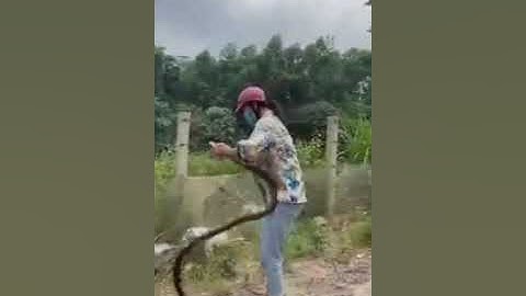 Đi Đường Gặp Rắn Và Cái Kết