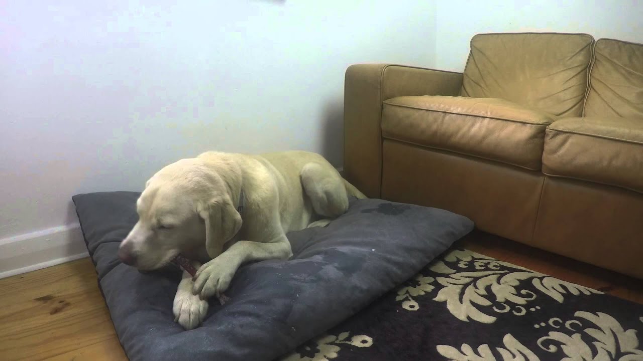 Best dog treat - Labrador Demolishes Bully Stick