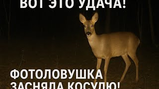 📸🌲 Вот это удача! Фотоловушка засняла косулю! 🌟🍀