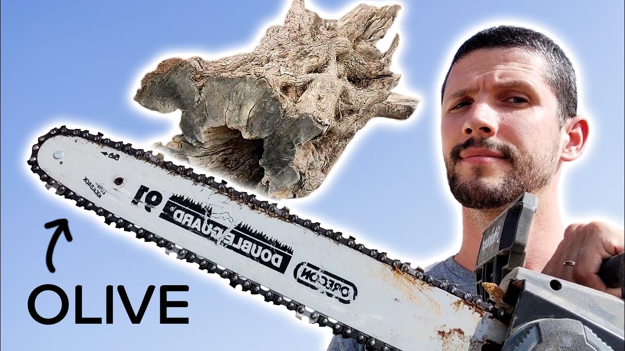 Cutting this old OLIVE WOOD tree trunk to take home - CHAINSAW style