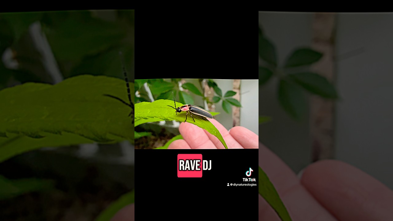 Common Eastern Firefly 