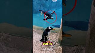 PINGUIM PERDIDO ENCONTRA SUA FAMÍLIA ! #curiosidades #incrível