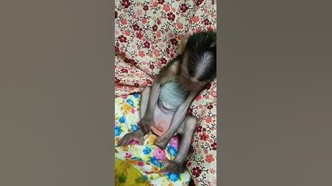 baby monkey ( anak kera ) lepas buka pampes..acara kegemaran..