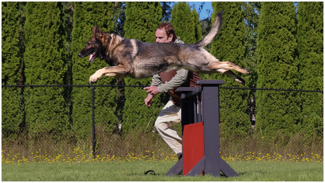 Isco's Unbelievable Agility Work! | Kraftwerk K9 German Shepherds