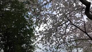 Batyr Ode - Nowruz Salamy (Turkmen Dutar in Washington DC) Cherry Blossom 2019