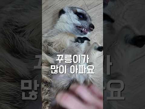꾸릉이가 많이 아프다