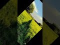 #farming #dhan #nazarandaz #arijitsingt #bollywood #love #arijitsingh #song #nature #elvishyadav