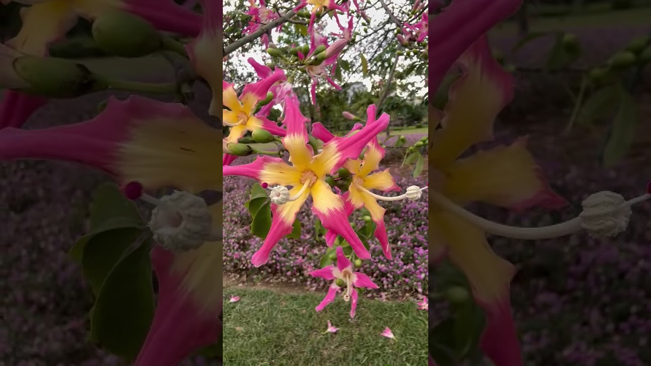 Огонь и Лед в Небе: Деревья Сейба