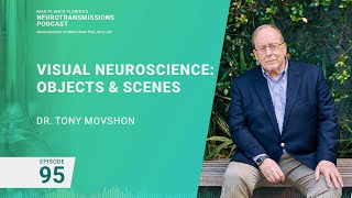 Podcast Episode 95 - Visual Neuroscience Objects & Scenes | Tony Movshon
