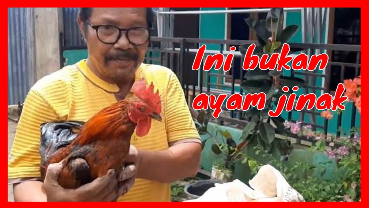 Cara Menangkap Ayam yang Baik dan Benar 