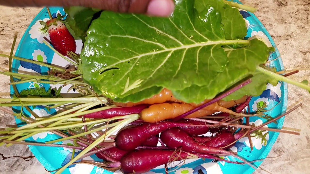 Cosmic Purple and Little Finger Carrots Eaten by Rabbits!
