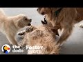 Golden Retriever Puppy Makes Her Foster Mom Cry When She Gets Adopted | The Dodo Foster Diaries