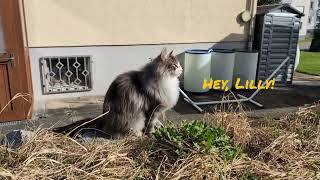 Norwegian Forest Cat: Invitation to go for a Stroll by Norsk Skogskatt TV 815 views 1 month ago 3 minutes, 4 seconds