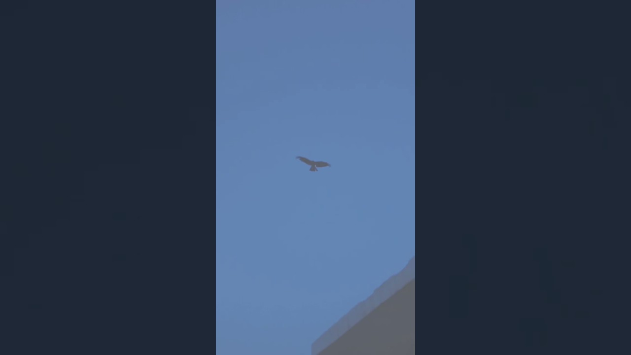 Awesome 🌙🦅🐦 clicks . #shorts #moon #aesthetic #photography #birds