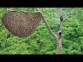 Primitive Technology Amazing Process Catch A Giant HoneyBee For Food On The Big Tree 