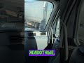 Писающий тракист🐳 #америка#дальнобой #trucking #нашивамерике #truckdriver#сша#2025#дальнобойщик#cdl
