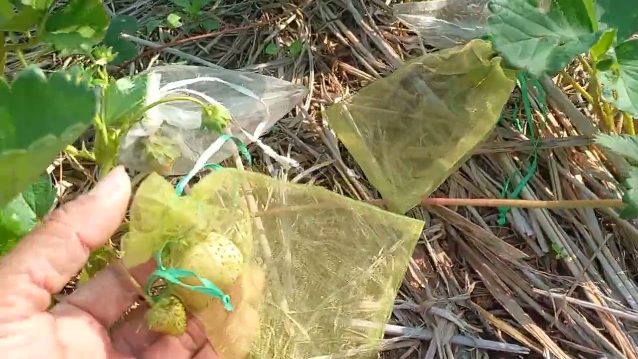 20 กุมภาพันธ์ ค.ศ. 2026