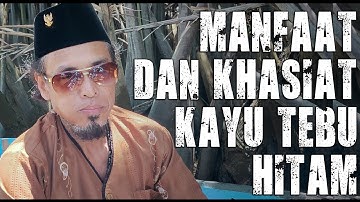 TANAMAN ALAMI, UNTUK MENYEMBUHKAN GINJAL DAN LUKA DALAM | KHASIAT KAYU TEBU HITAM!!