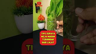 Tips Supaya Meja Makan Terhindar Dari Lalat 