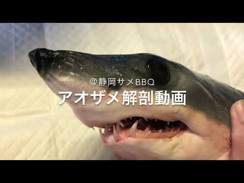 サメ標本作製ベテラン高校生によるアオザメの解剖@静岡サメBBQ Isurus