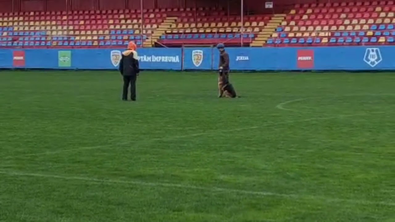 German Shepherd BH Training | Casa di Arancina – 🐾 https://hlm.ro