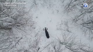 Drone captures rare moment moose sheds antlers in Canadian forest