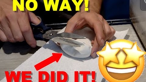 WORLDS FIRST! Ball Python Egg Cutting!!!