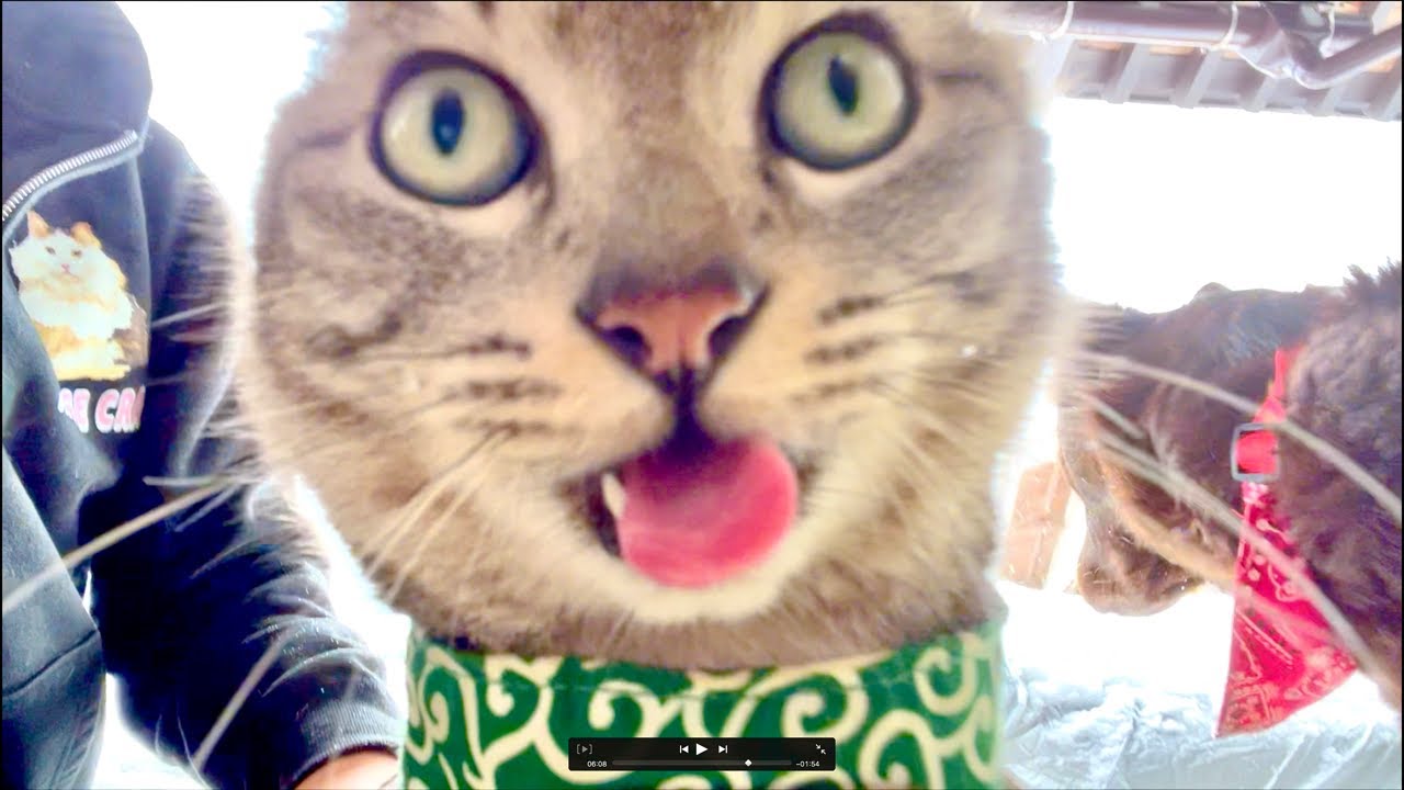 朝9時｜99%眠くなる😴 Cat ASMR Wood Balls 🐱 Live from Japan