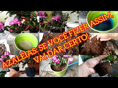 Nova técnica para plantar Azaléia e ter lindos resultados! Nova técnica para plantar Azaléia e ter lindos resultados!