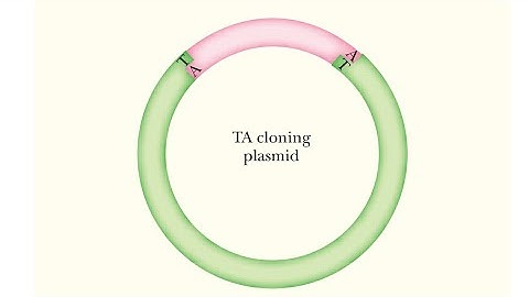 TA Cloning by PCR