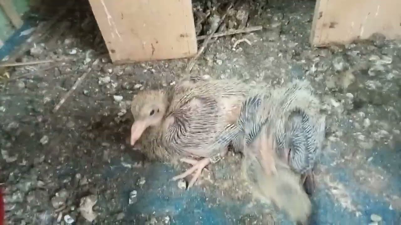 Cara Membedakan Piyik Merpati Jantan Dan Betina Di Usia 1 Minggu. Terbukti Sangat Akurat