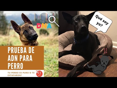 Video: Las Pruebas De ADN Revelan Razas De Perros únicas En Costa Rica