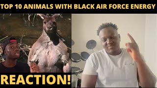 Top 10 Animals with Black Air Force Energy REACTION