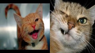 Cute and Funny Cat Videos Compilation 10/WOV Animals