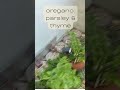 🌱Sensory HERBAL WALK  Ahh... #shorts
