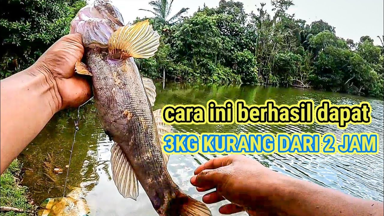Cara cepat mancing ikan betutu sebanyak 3kg 