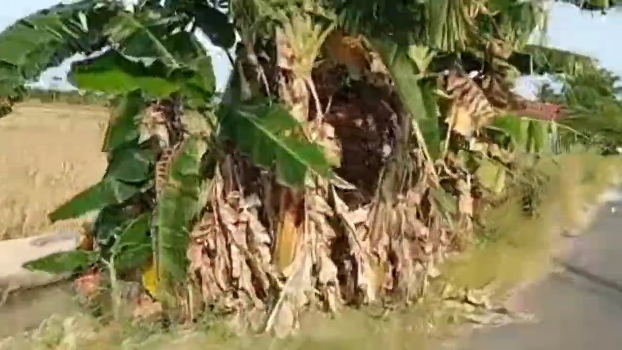 kumpulan lagu Melayu terbaik sepanjang masa dalam versi Rock Energic dan Epic Rock. #trending 